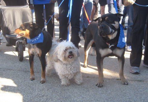 Walk to dfeet MND - Canberra 2012 Walk to dfeet MND - Canberra 2012